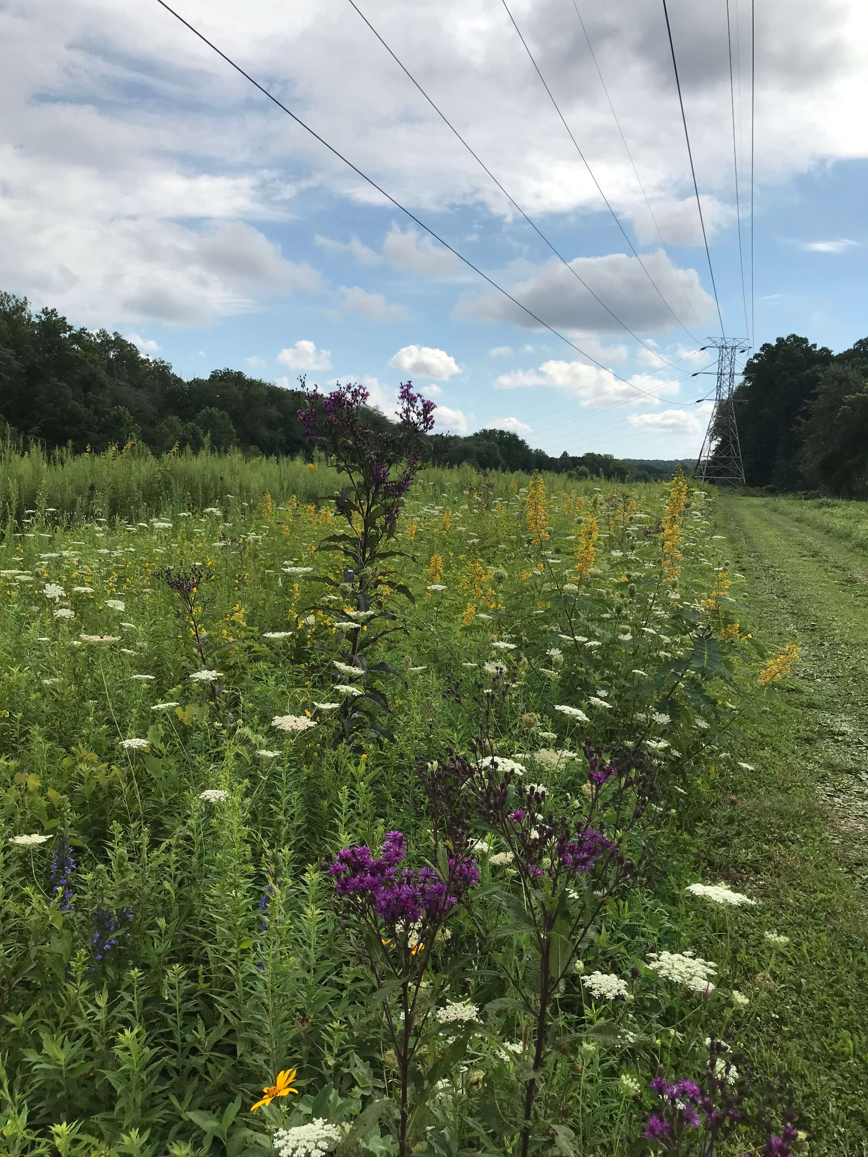 Pollinator-Friendly Species 4