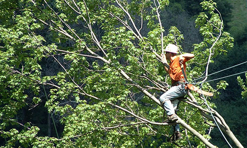 Thumbnail image of man in tree pruning