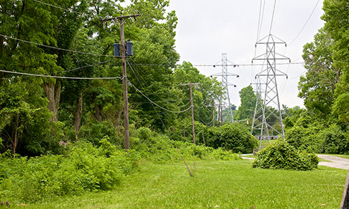 Thumbnail image of forested right-of-way